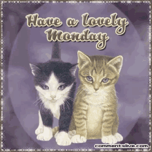 Mondayn Have A Lovely Monday GIF - Mondayn Have A Lovely Monday Cats GIFs