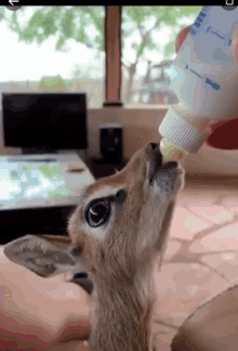 ciervo milk baby deer drink