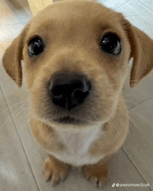 Dog Puppy GIF - Dog Puppy GIFs
