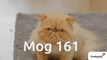 Mogcat Mog 161 GIF - Mogcat Mog Mog 161 GIFs