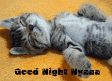 Good Night Cat GIF - Good Night Cat GIFs