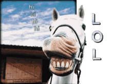 Horse Hi GIF - Horse Hi Lol GIFs