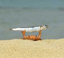 Crab Crabby GIF