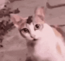 Surprised Cat Devil Meme GIF - Surprised Cat Devil Meme GIFs