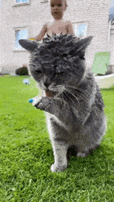 a gray cat with spikes on its head is standing in the grass with a baby in the background .