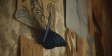 a feather is hanging on a wall next to a drawing of a zebra