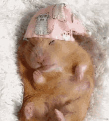 Hamster Sleep GIF - Hamster Sleep GIFs
