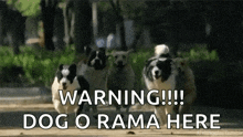 Dogs Coming Running Dogs GIF - Dogs Coming Running Dogs Pack Of Dogs GIFs