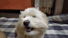 Eating Pup GIF - Eating Pup Puppy GIFs