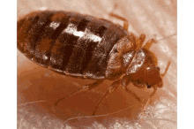 Pest Control Athens Oh Termite Control Athens Oh GIF - Pest Control Athens Oh Termite Control Athens Oh GIFs