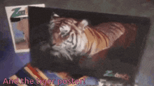 Tiger Poster Fast GIF - Tiger Poster Fast Zoobooks GIFs