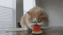 cat watermelon eating fruit