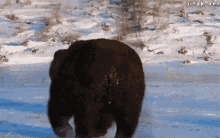Bear Roll GIF