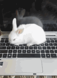 Bunny Laptop GIF