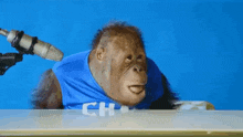 a monkey is sitting in front of a microphone on a blue background .