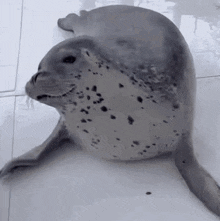Seal Excited Seal GIF