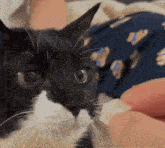 Cat Cheese GIF - Cat Cheese Eating GIFs