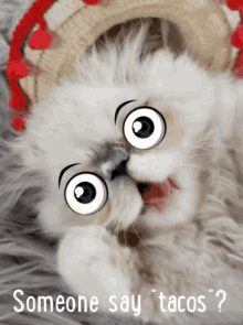 Someone Say Tacos GIF - Someone Say Tacos Cat GIFs