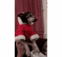 Dog Dancing GIF - Dog Dancing Christmasdog GIFs