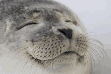 Seal Seal Of Approval GIF - Seal Seal Of Approval Satisfied GIFs