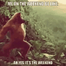 monkey weekend