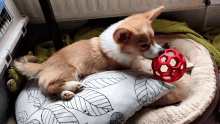 Corgi Puppy GIF - Corgi Puppy Ball GIFs