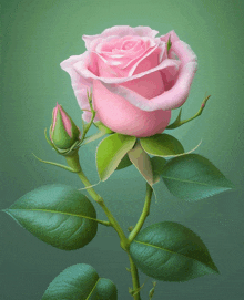 A Rose For My Rose GIF - A Rose For My Rose GIFs