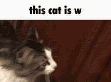 This Cat Is W W Cat GIF - This Cat Is W W Cat Meme GIFs