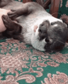 Otter Belly GIF - Otter Belly Rub GIFs