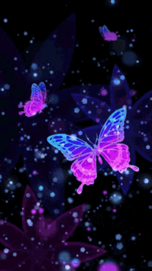 Butterflies GIF - Butterflies GIFs