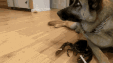 Dog Guard GIF - Dog Guard Lobster GIFs
