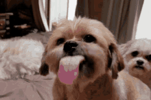 Funny Dog Licking Lips GIF - Funny Dog Licking Lips Dog GIFs