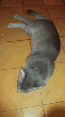 Tomas Cat GIF - Tomas Cat Lazy GIFs