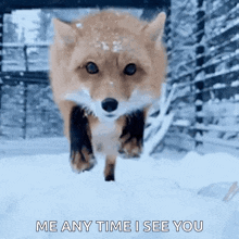 a fox running in the snow with the words me any time i see you written below it