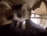 a rabbit is looking out of a hole in a wall