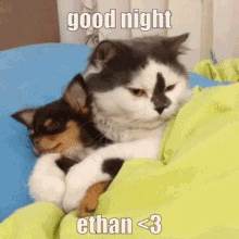 Goodnight Ethan GIF - Goodnight Ethan Cats GIFs