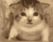 a close up of a cat sitting on a table .