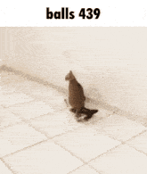 a blurred image of a cat with the words balls 439 on the bottom