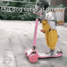 This Dog Sucks At Driving Dog GIF - This Dog Sucks At Driving Dog Gabeyass GIFs