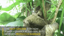 Protective Embrace International Sloth Day GIF - Protective Embrace International Sloth Day Soup Can Sized Baby GIFs