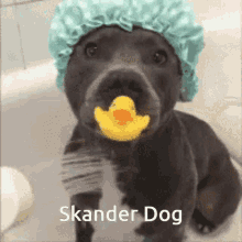 Gael Skander GIF - Gael Skander Skander Dog GIFs