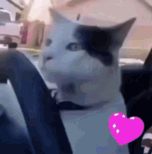 Cat Driving Cat GIF - Cat Driving Cat Driving GIFs