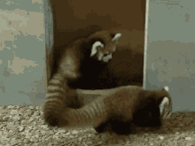 Red Panda Jump GIF - Red Panda Jump Cuddle GIFs