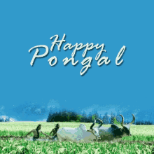 Pongal Happy Pongal GIF