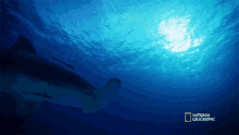 Shark In The Water Can Sharks Detect Magnetic Fields GIF - Shark In The Water Can Sharks Detect Magnetic Fields Sixth Sense GIFs