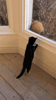 Cosmo Cat GIF - Cosmo Cat Standing GIFs