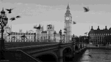 Black And White London GIF - Black And White London Pigeons GIFs