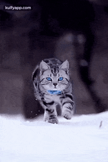 Coming.Gif GIF - Coming Cat Animals GIFs