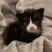 Crying Cat GIF - Crying Cat Baby GIFs