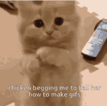 Chickennserver Cat GIF - Chickennserver Cat GIFs